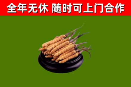 茫崖市烟酒回收冬虫夏草.jpg